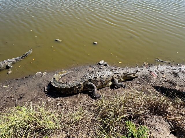 Crocodiles on the riverbank near San Blas